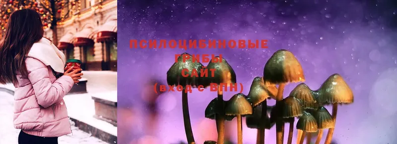 наркотики  Новозыбков  Галлюциногенные грибы Psilocybe 